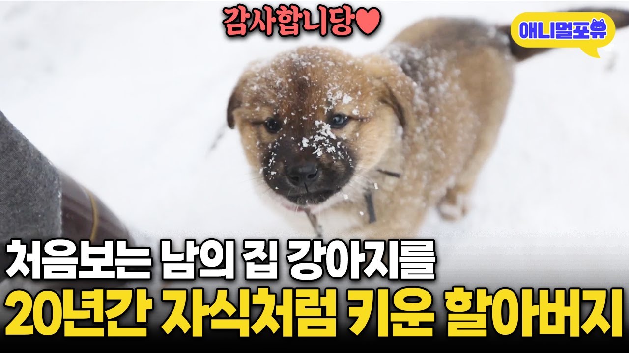 남의 집 강아지 20년 동안 꽁짜로 키워주신 할아버지 | KBS 동물극장 단짝 220225 방송