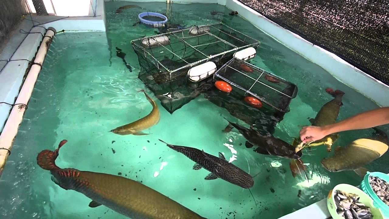15ｔ コンクリート水槽☆大型魚ピラルク！