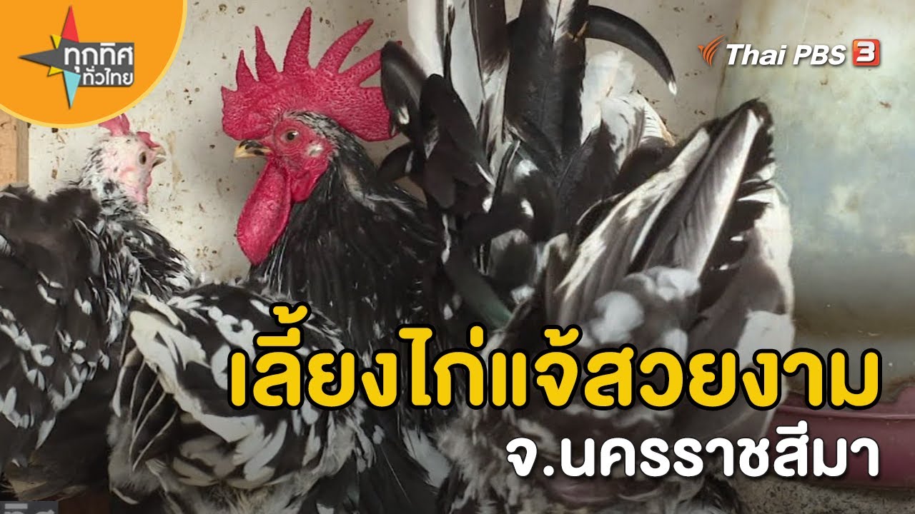 เลี้ยงไก่แจ้สวยงาม จ.นครราชสีมา | อาชีพทั่วไทย | ทุกทิศทั่วไทย