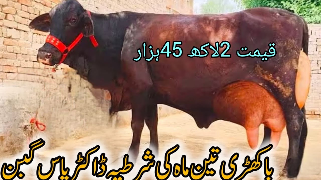 جرسی چولستانی کراس گائے برائے فروخت ان پاکستان اینڈ یوٹیوب 15/10/2025#03055692351