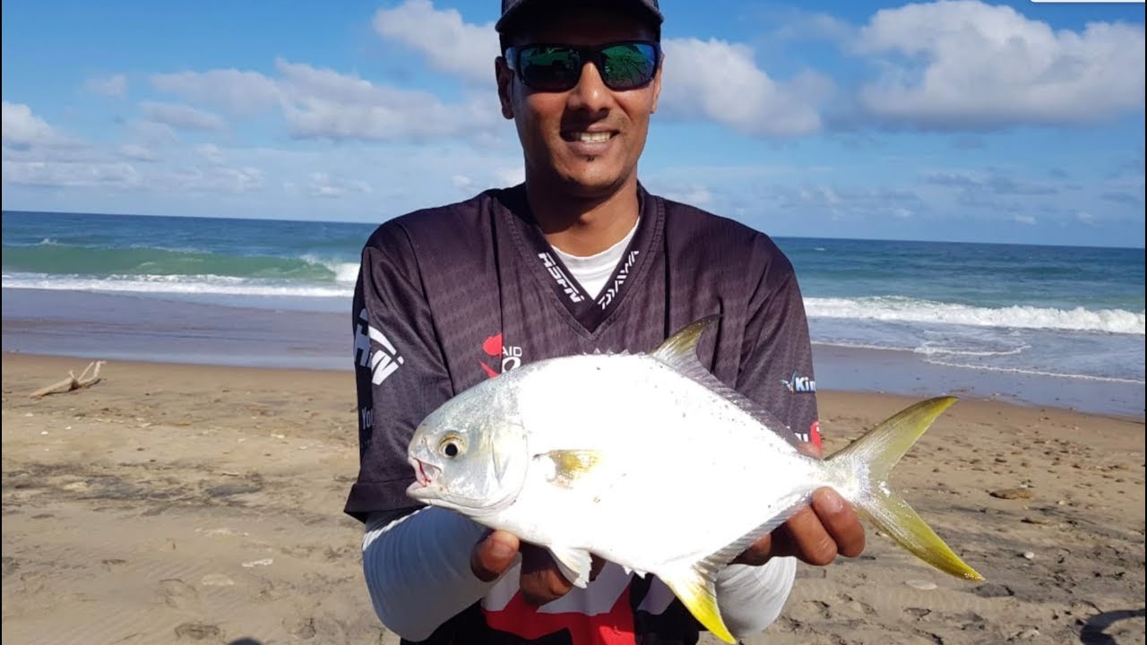 ASFN Species  | Southern Pompano