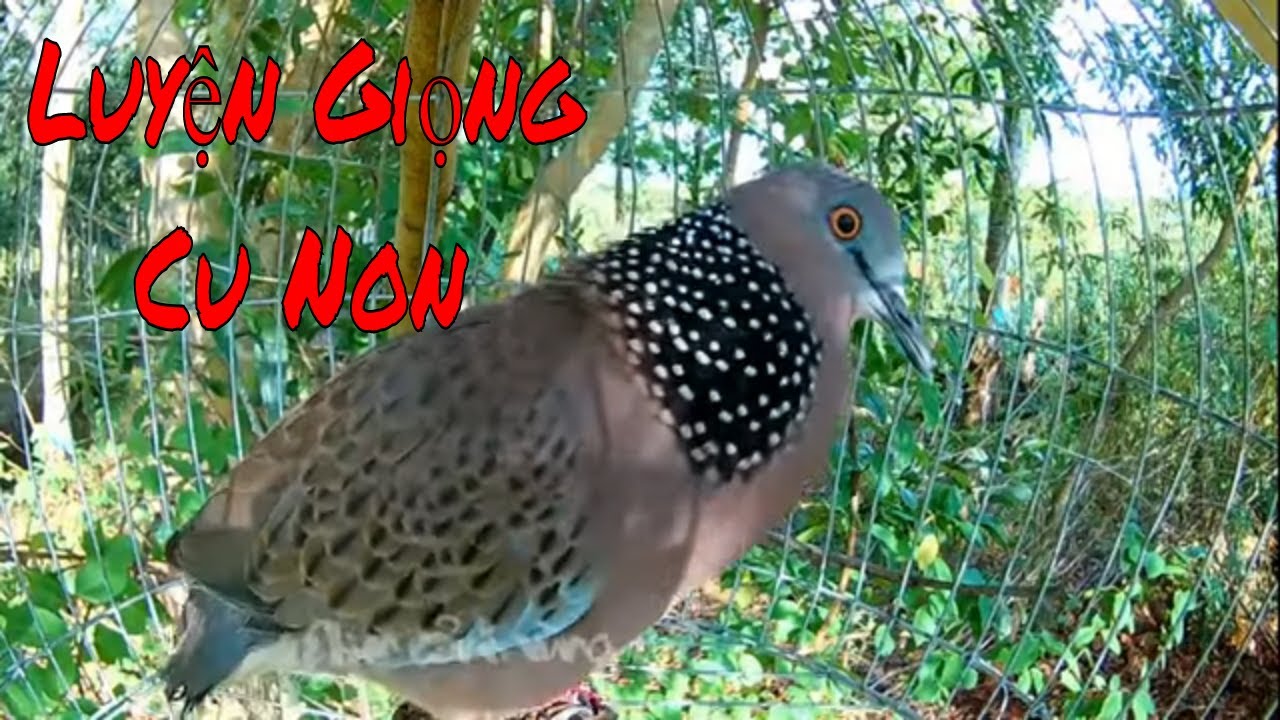 CHIM CU GÁY KÍCH BỔI SÁNG SỚM - LUYỆN GIỌNG CU NON
