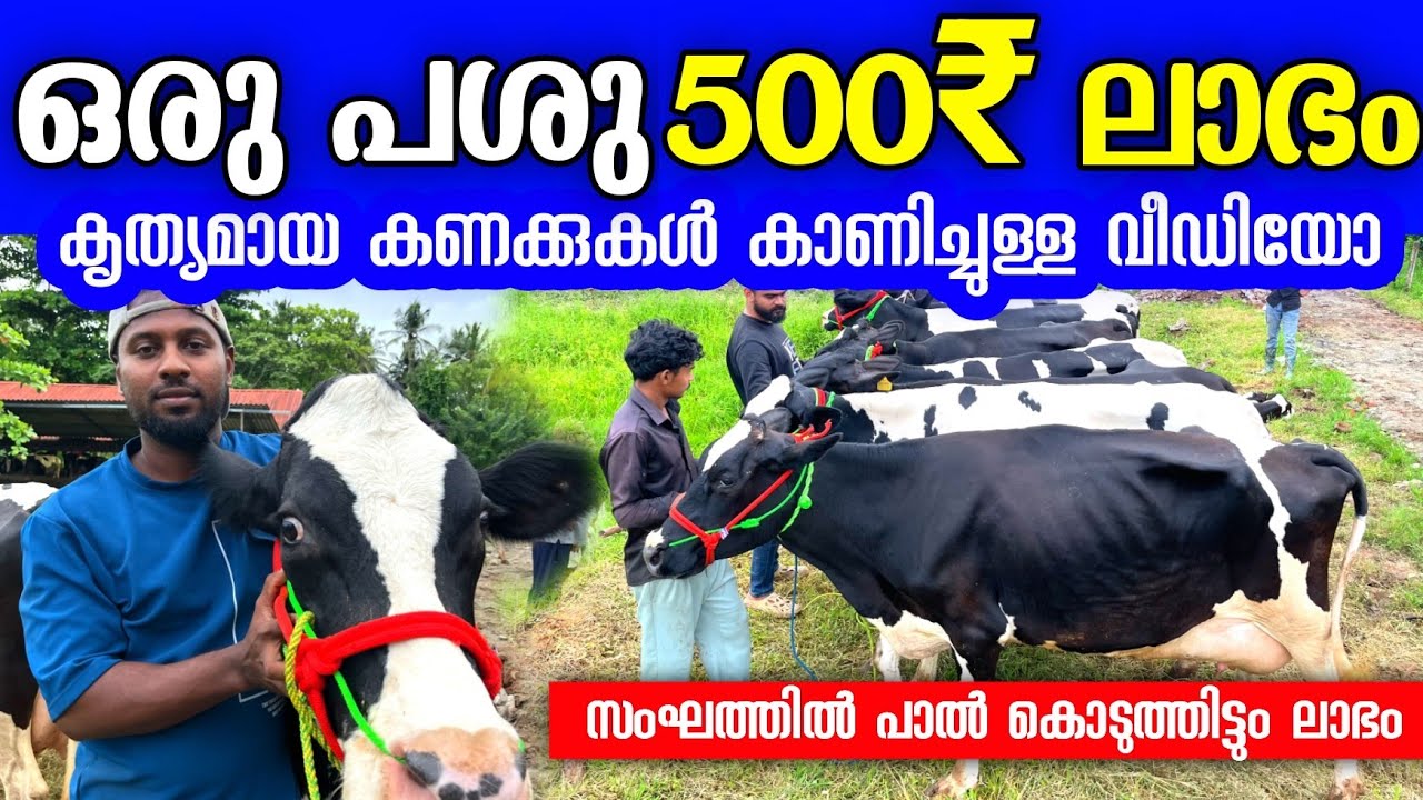 പശുവിനെ വാങ്ങുമ്പോൾ ഇത് അറിയാതെ പോകരുത് . നീണ്ട കറവയുള്ള പശു | dairyfarmingtips 😍