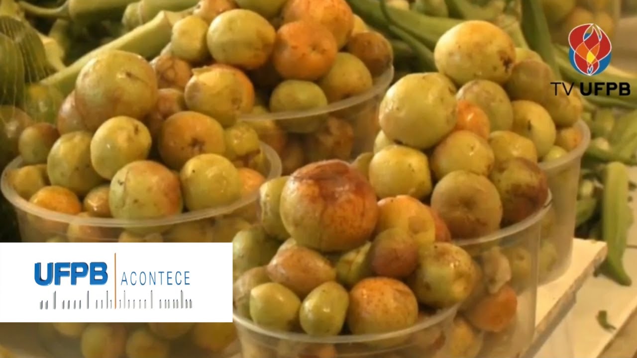 Bebida fermentada de mangaba é criada com participação de pesquisadores da UFPB