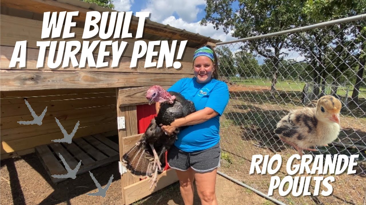 Building A Turkey Pen: Turkey Coop and Run Is Ready For Our Growing Rio Grande Turkey Poults