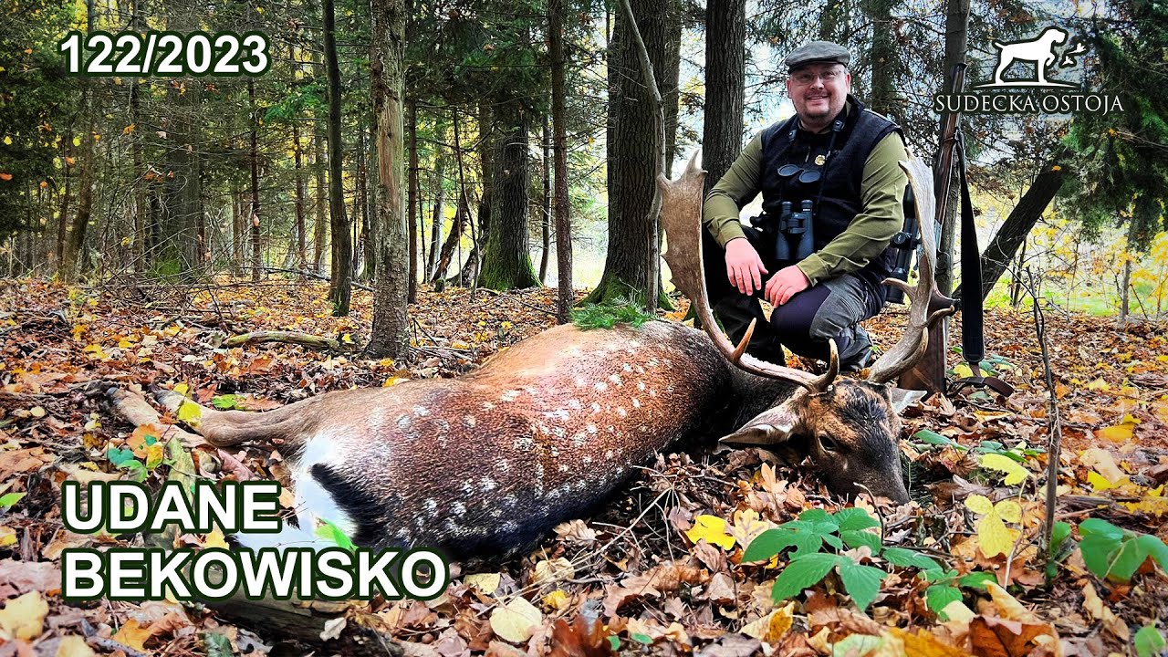 SUDECKA OSTOJA 122/2023 Udane bekowisko - byk daniela na rozkładzie - Fallow deer
