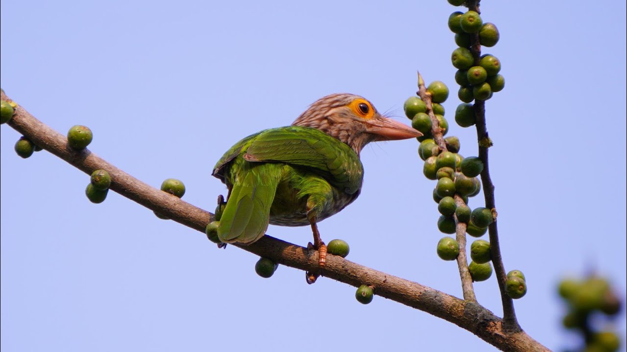 ₹[&times;]% #bird #birdslover @naturalworldah02