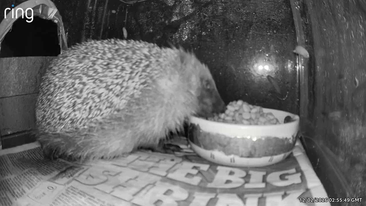 Hedgehogs 12/02/26