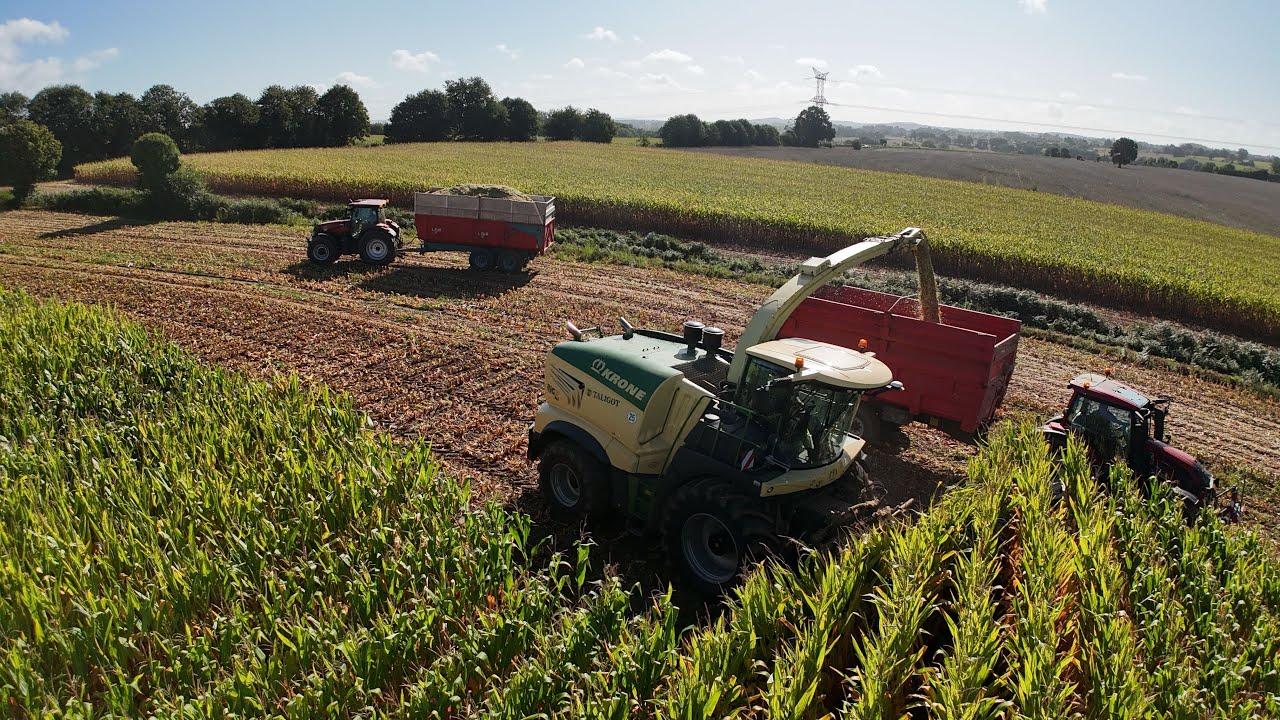 Ensilage 2025 par l’ETA Taligot avec une Krône BigX 980 et un cueilleur à maïs XCollect de 12 rang