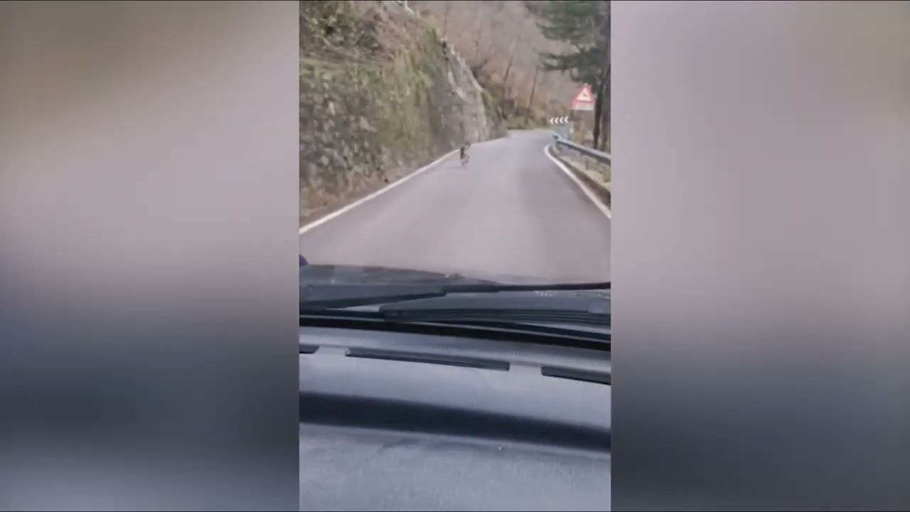 Avvistato presunto lupo a Ornica, 12 novembre 2025