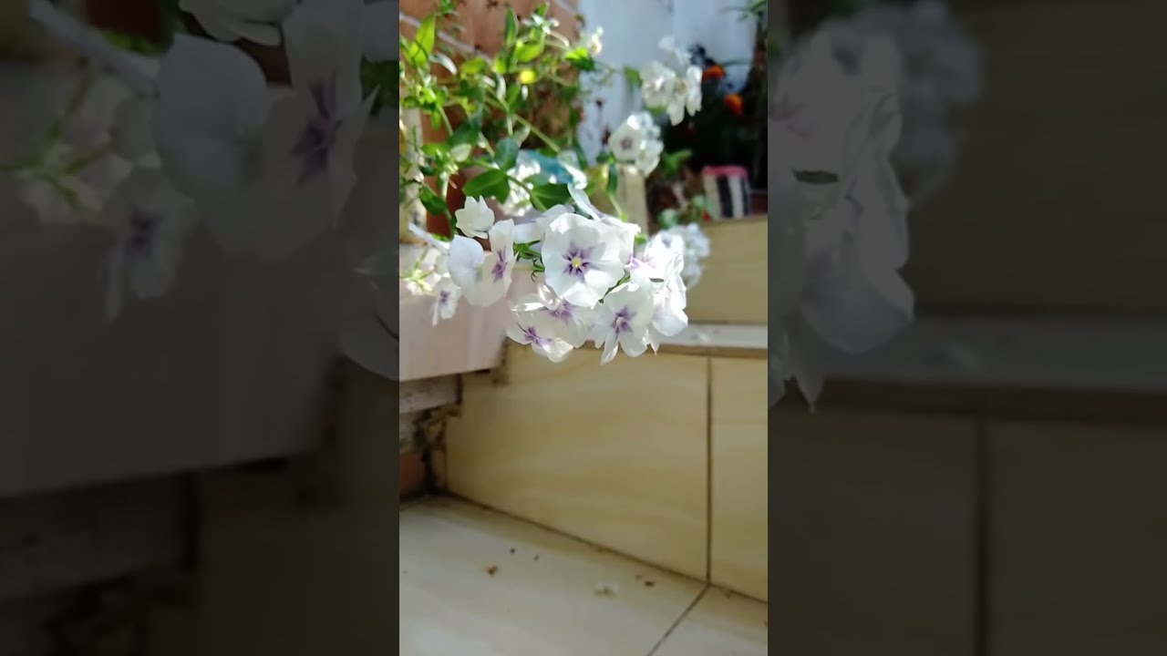 Life of Peu is live!