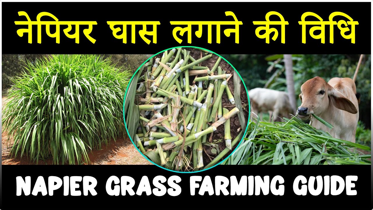 नेपियर घास लगाने की विधि | How to grow Super Napier Grass | नेपियर घास की खेती कैसे करें