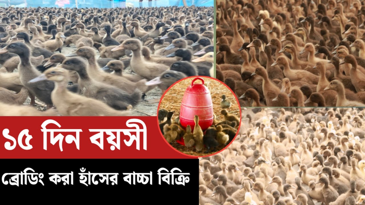১৫ দিন বয়সী ব্রোডিং করা হাঁসের বাচ্চা।সারাদেশে বিক্রি।আল-হিকমাহ হাঁসের খামার।