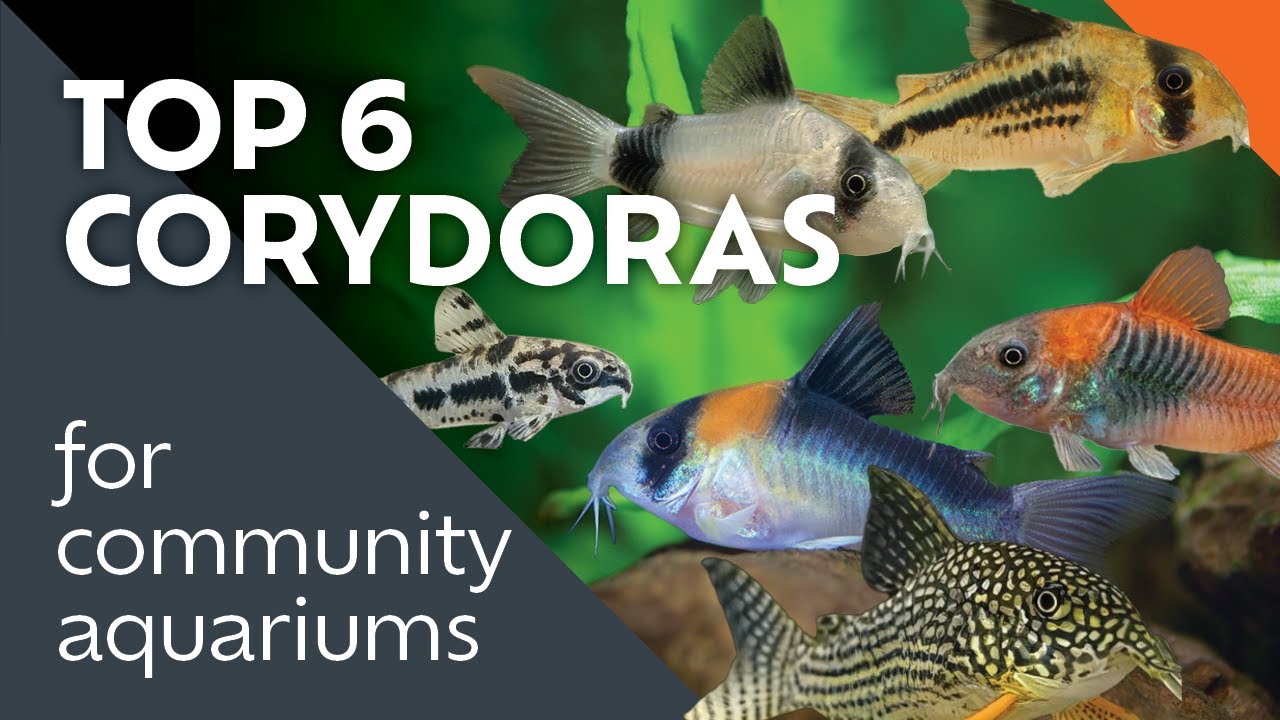 Top Corydoras Catfish You Should Keep