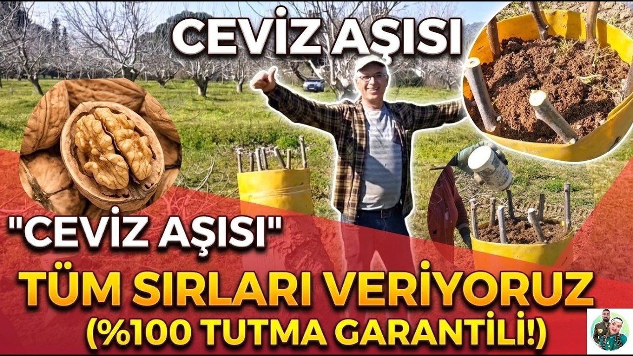 YILLARIN USTASI ANLATIYOR: CEVİZ AŞISI TUTMAYAN KALMASIN!