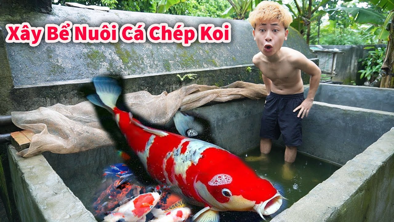 Cáo Ca - Xây Bể Mua Cá Chép Koi Về Thả Cực Đẹp