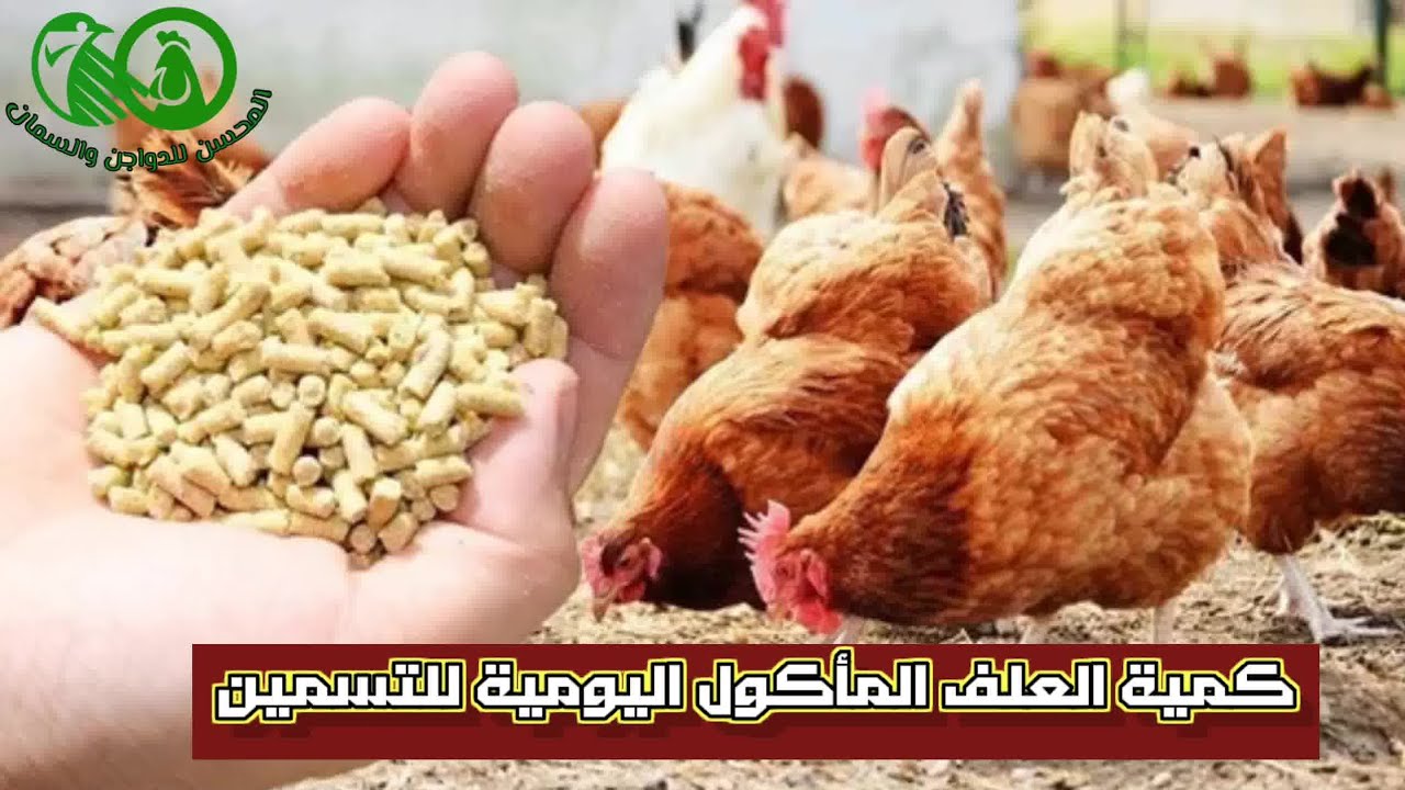 معلومات لابد منها لكل مربي دواجن مبتدئ♦️٣♦️كمية العلف القياسية اليومية لفراخ التسمين👑#المحسن#للدواجن