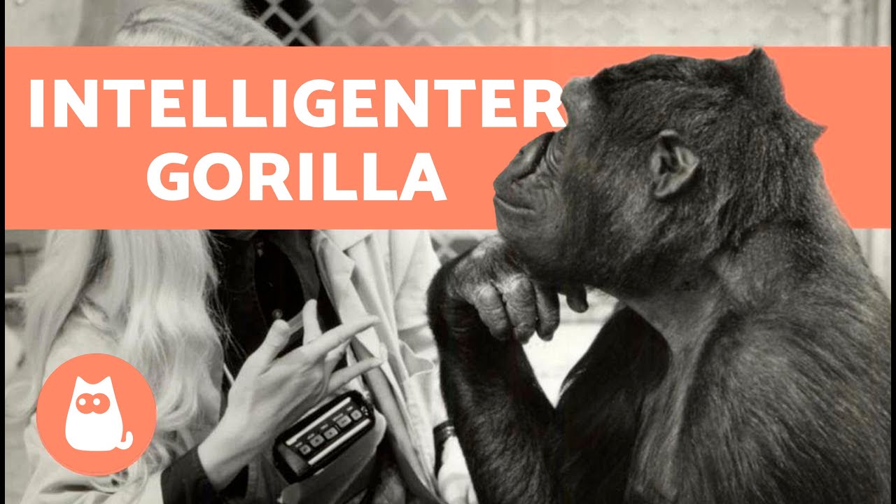 Die unglaubliche Geschichte von KOKO, dem sprechenden Gorilla
