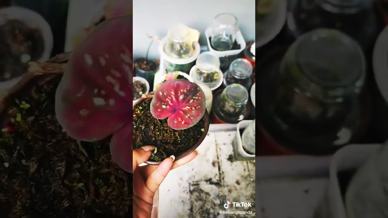 caladium hybrid