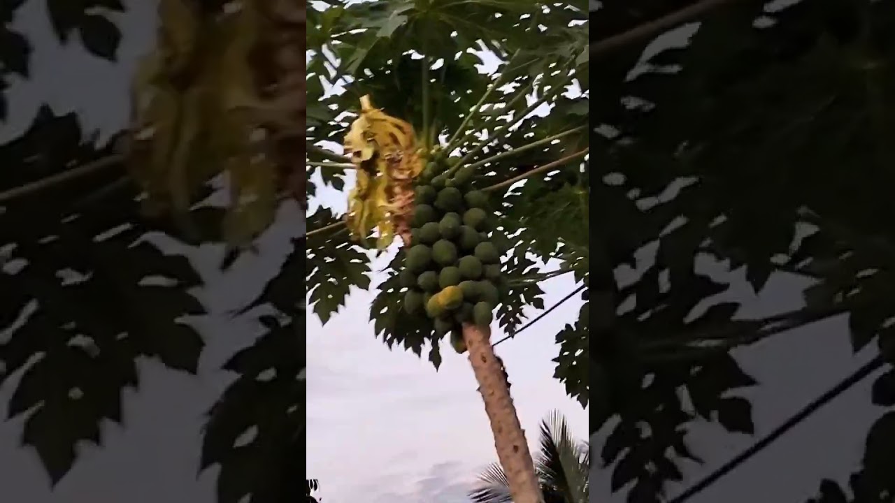 khasiat Buah Betik