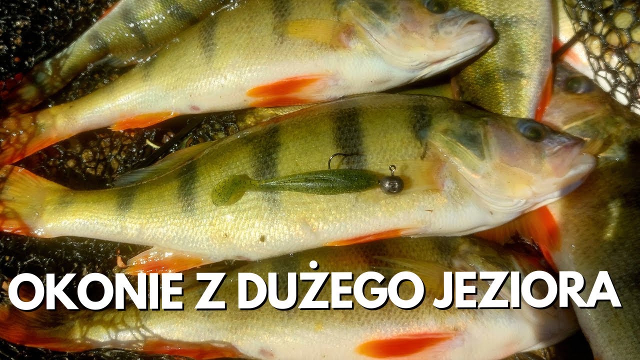 OKONIE NA GUME - HURTOWE ŁOWIENIE OKONI