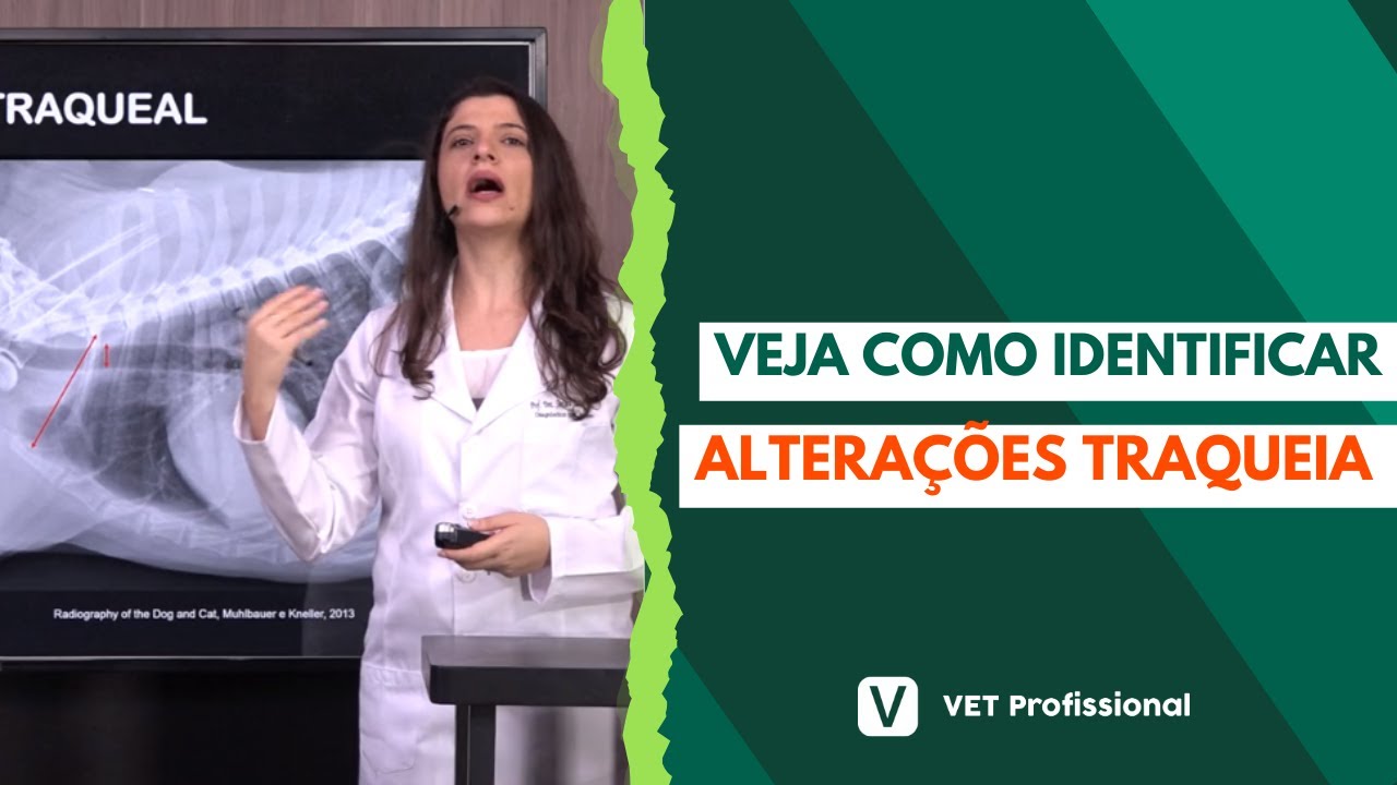 Diagnóstico por imagem de cães e gatos: saiba avaliar a traqueia