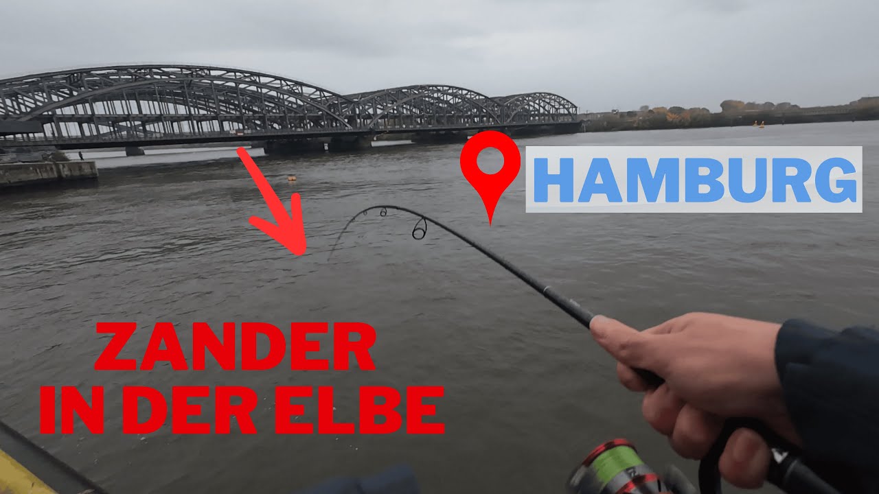 Zanderangeln in Hamburg | Der bekannteste Spot Hamburgs | Angeln in der Elbe