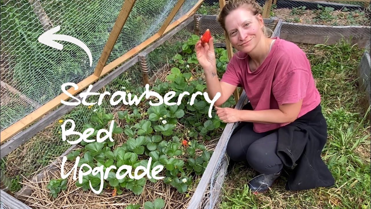 DIY garden project 🪚🍓 Building a hinged strawberry cage
