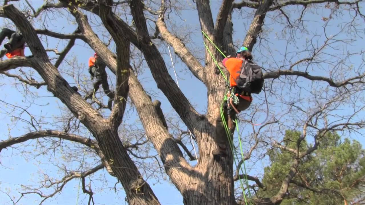 Aerial Rescue Champion Ben McMullan at the 2014 MN Tree Climbing Championships