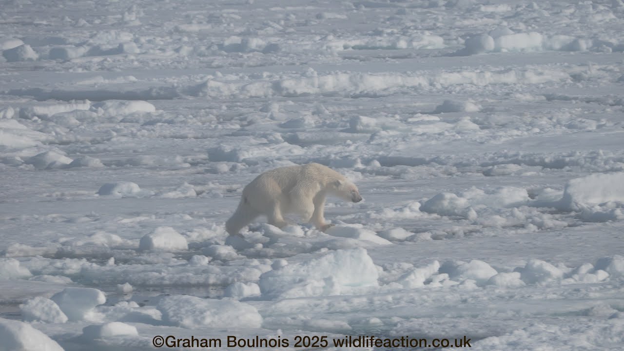 Polar bear walks across the pack ice