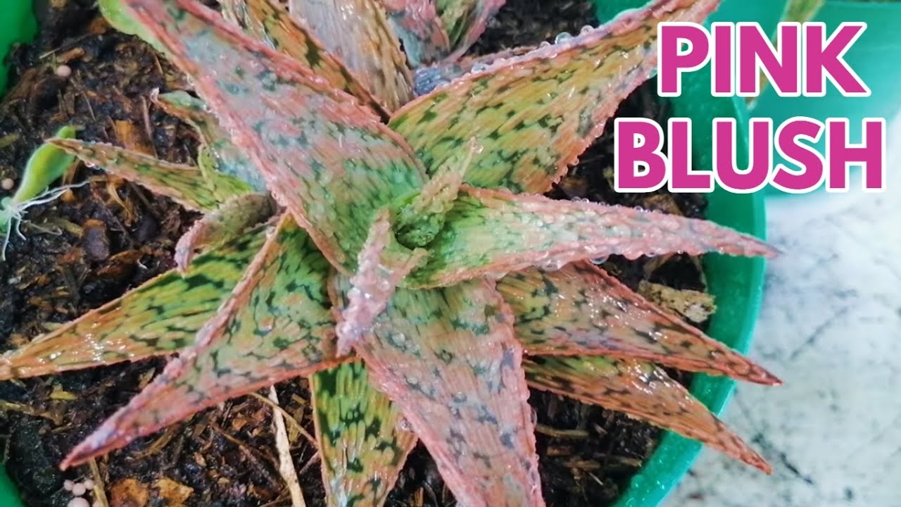 aloe pink blush cuidados donsuculento