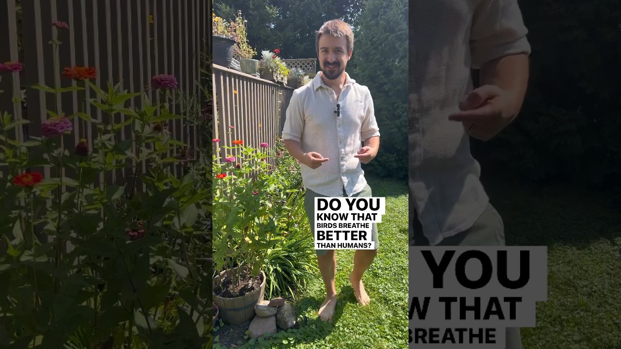 How Birds Breathe Better Than Us 🐦 #naturalist #natureeducation #birdlovers