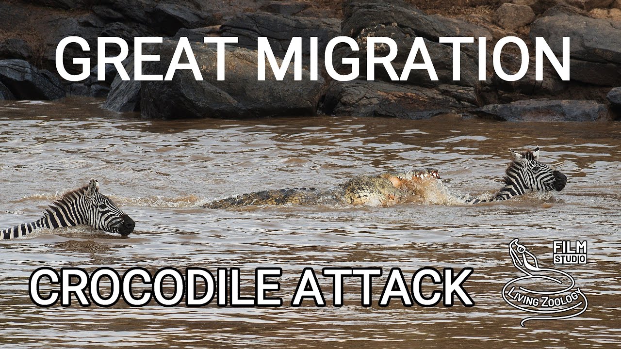 Great migration of wildebeests, Mara river crossing with crocodile attack, wildlife Kenya