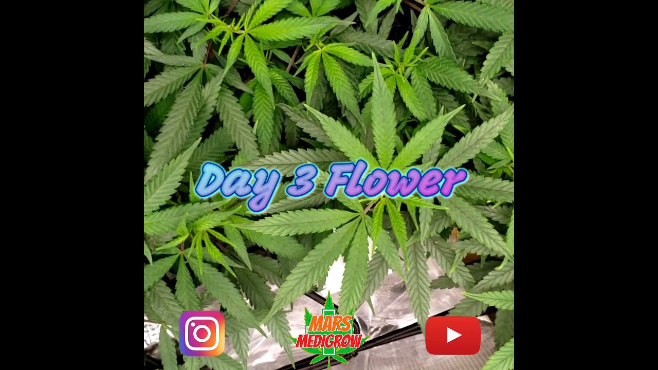 Ethos Mandarin Cookies Clones Update Up Now! 