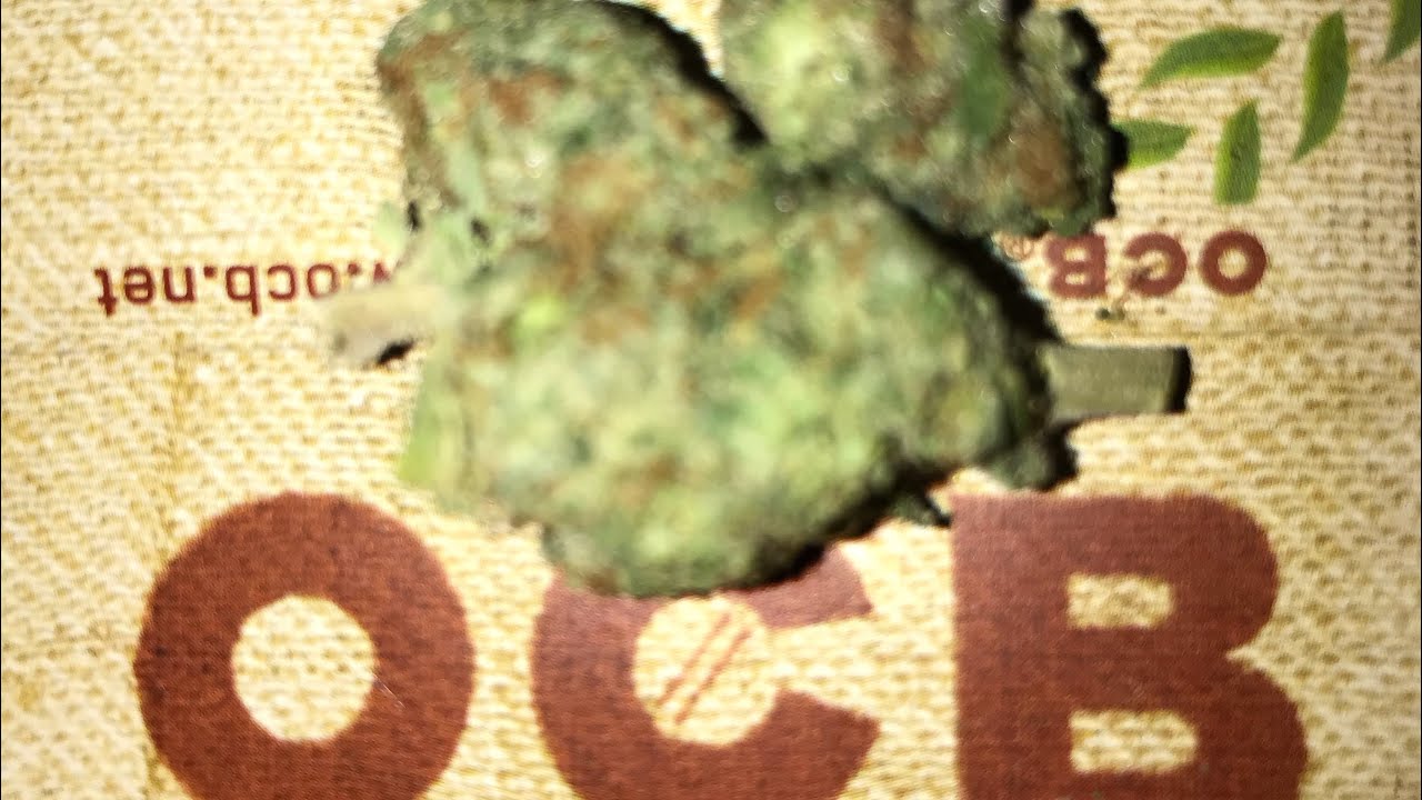 Black Domina Cannabis Review Marijuana Strain Review 70 subs Special Juveniles Stylez