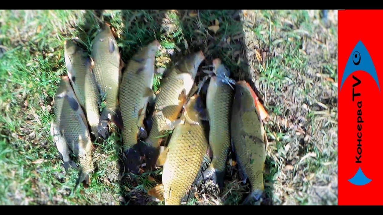 Нашел БРОШЕННЫЙ ВОДОЕМ который  кишит САЗАНОМ