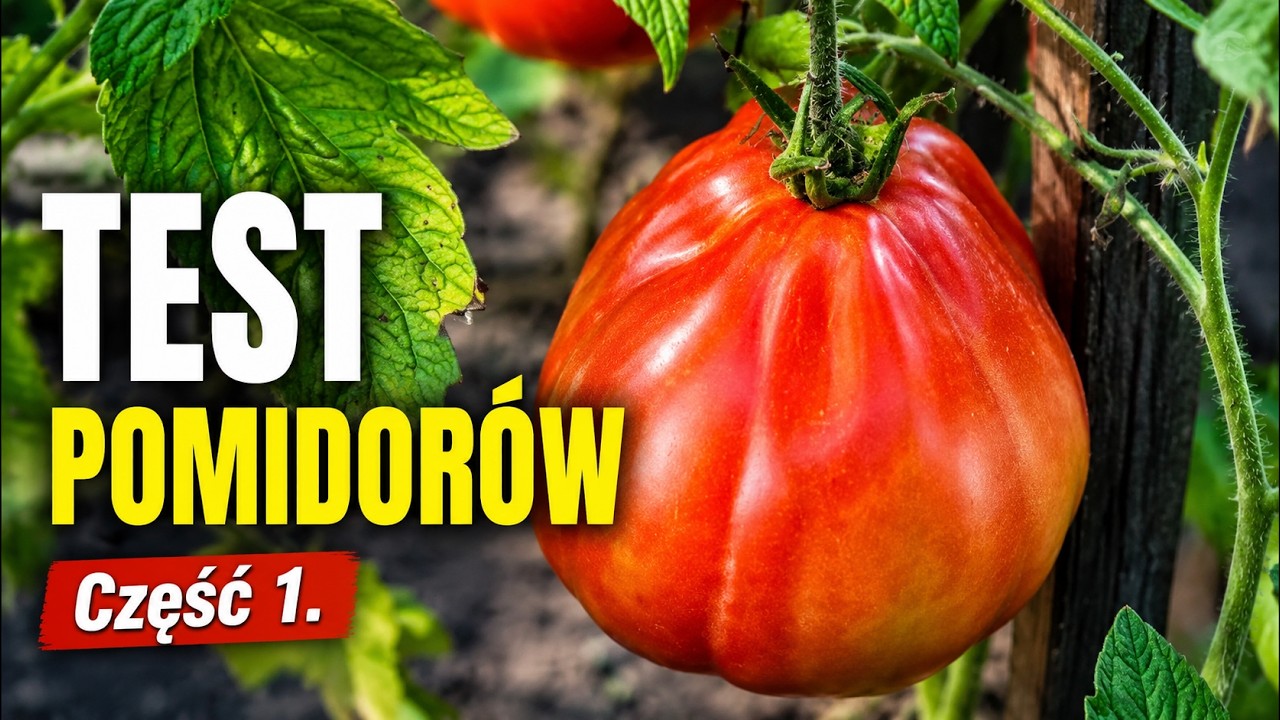 Test smaku - Które pomidory warto uprawiać? część 1
