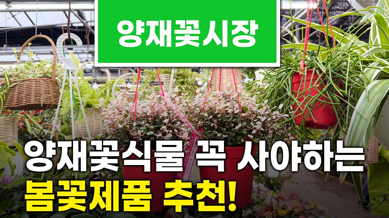 양재꽃식물 꼭 사야하는 봄꽃제품 추천#천리향 #봄꽃 #봄꽃축제
