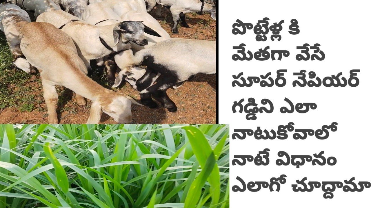 సూపర్ నేపియర్ గడ్డిని ఎలా నాటుకోవాలో చూద్దాం రండి#supernapiar grass plantation # viral video #