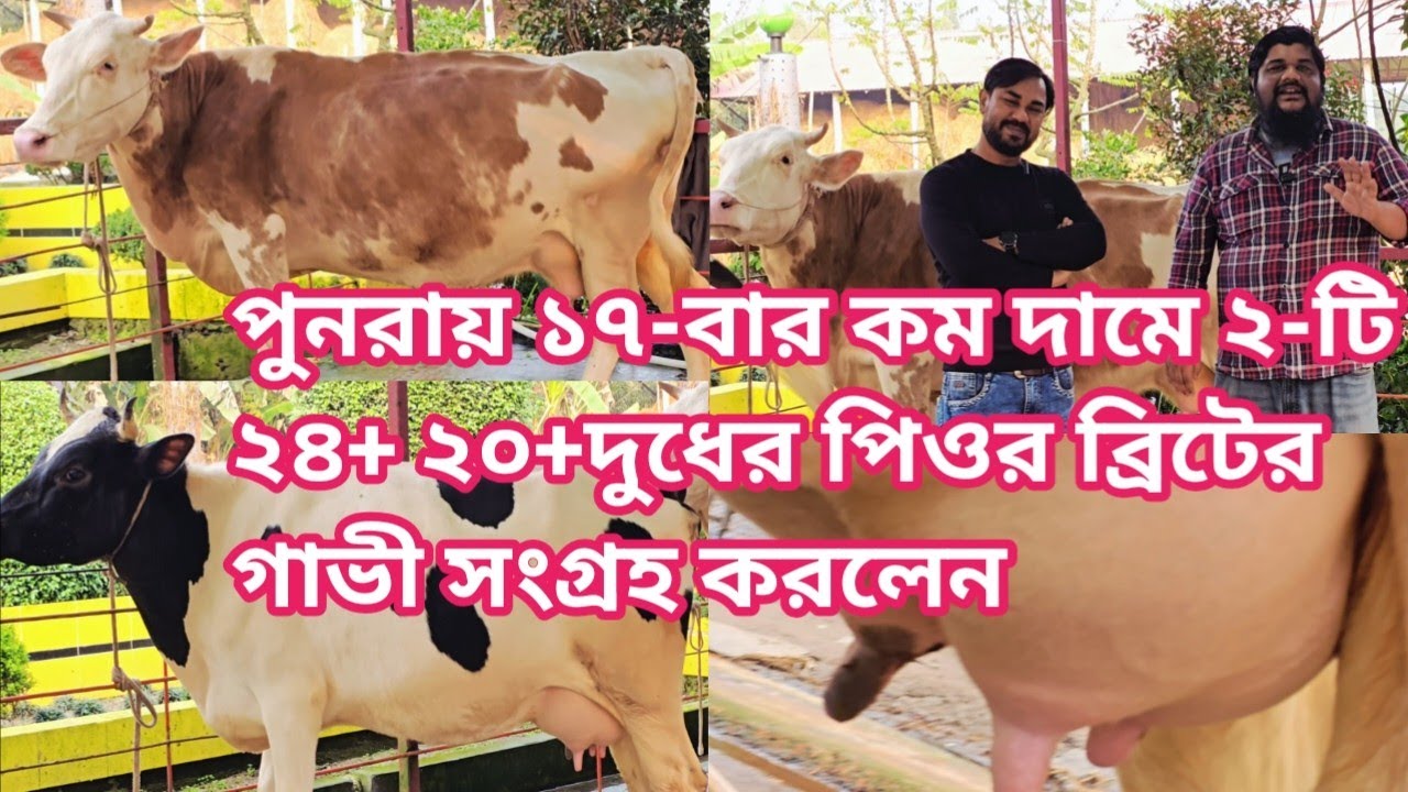 ২৪+ ২০+দুধের কুমিল্লা লাকসাম থেকে সফল খামারী পুনরায় ১৭-বার কম দামে ২টি ভালো জাতের গাভী সংগ্রহ করলেন