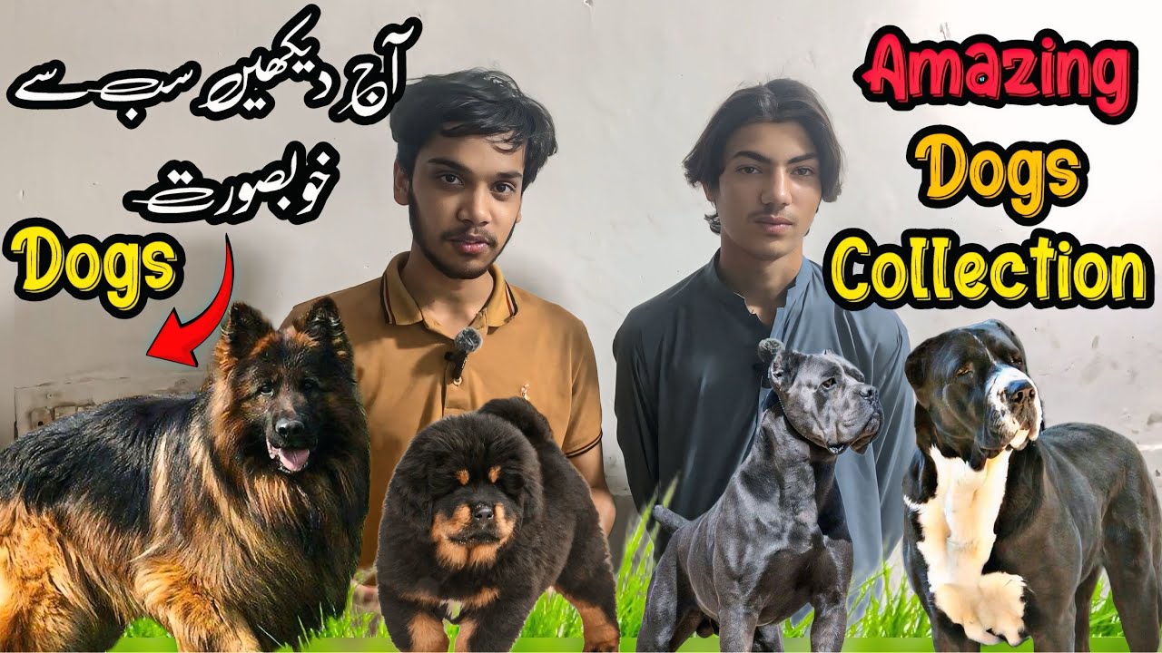 Rawalpindi Dog Market | Beautiful Dogs And Best Offers | Shahzain Animals Vlogs