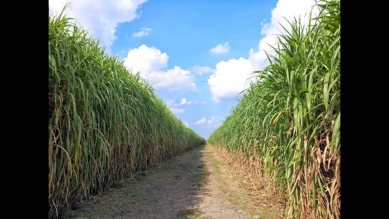 What Are The Advantages Of Pakchong1 (Or) Super Napier ? Is Super napier grass good?