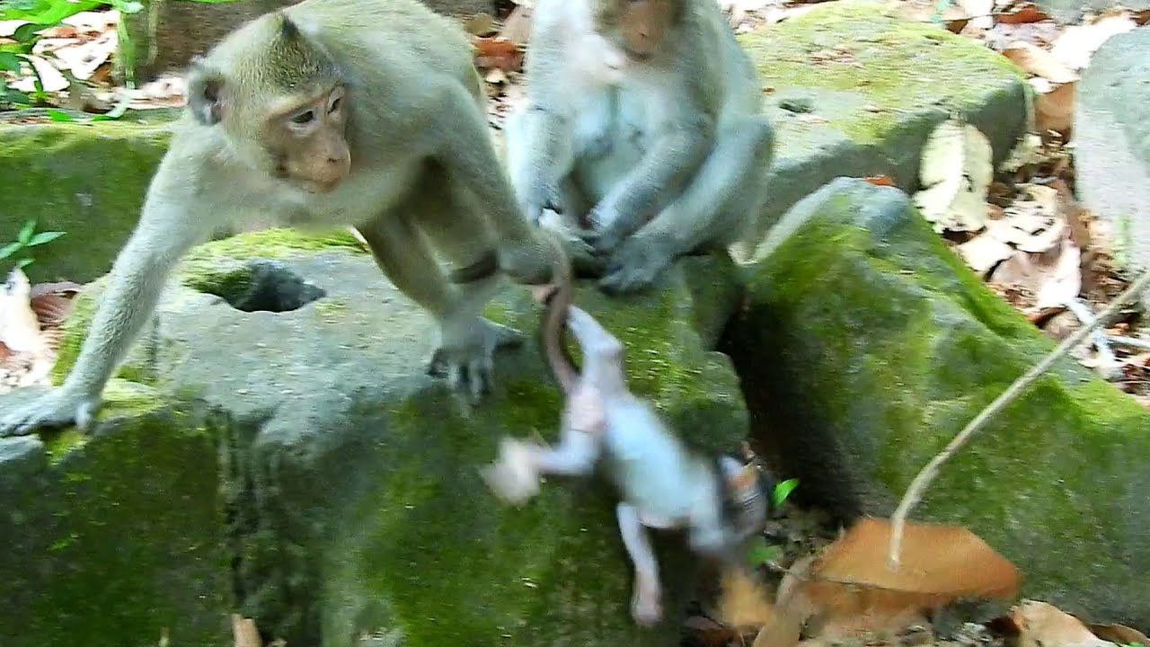 Young monkey took tiny baby monkey not careful | Full story