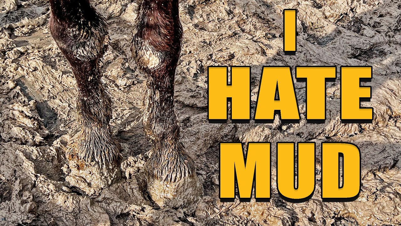 How to Keep Your Horse Paddock Mud Free - FOREVER!