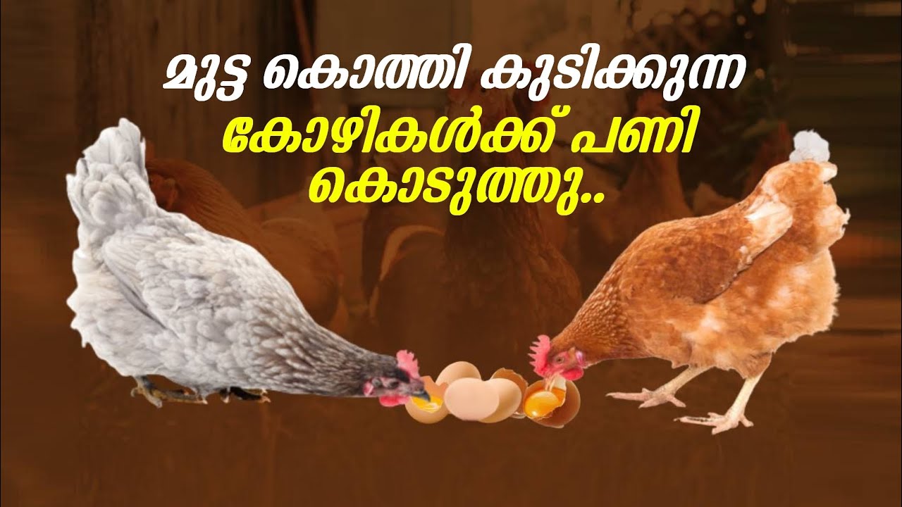Why chickens Scratch and drink their own eggs🤔|കോഴി മുട്ട കൊത്തുന്നു|Poultry TIPS and Solutions