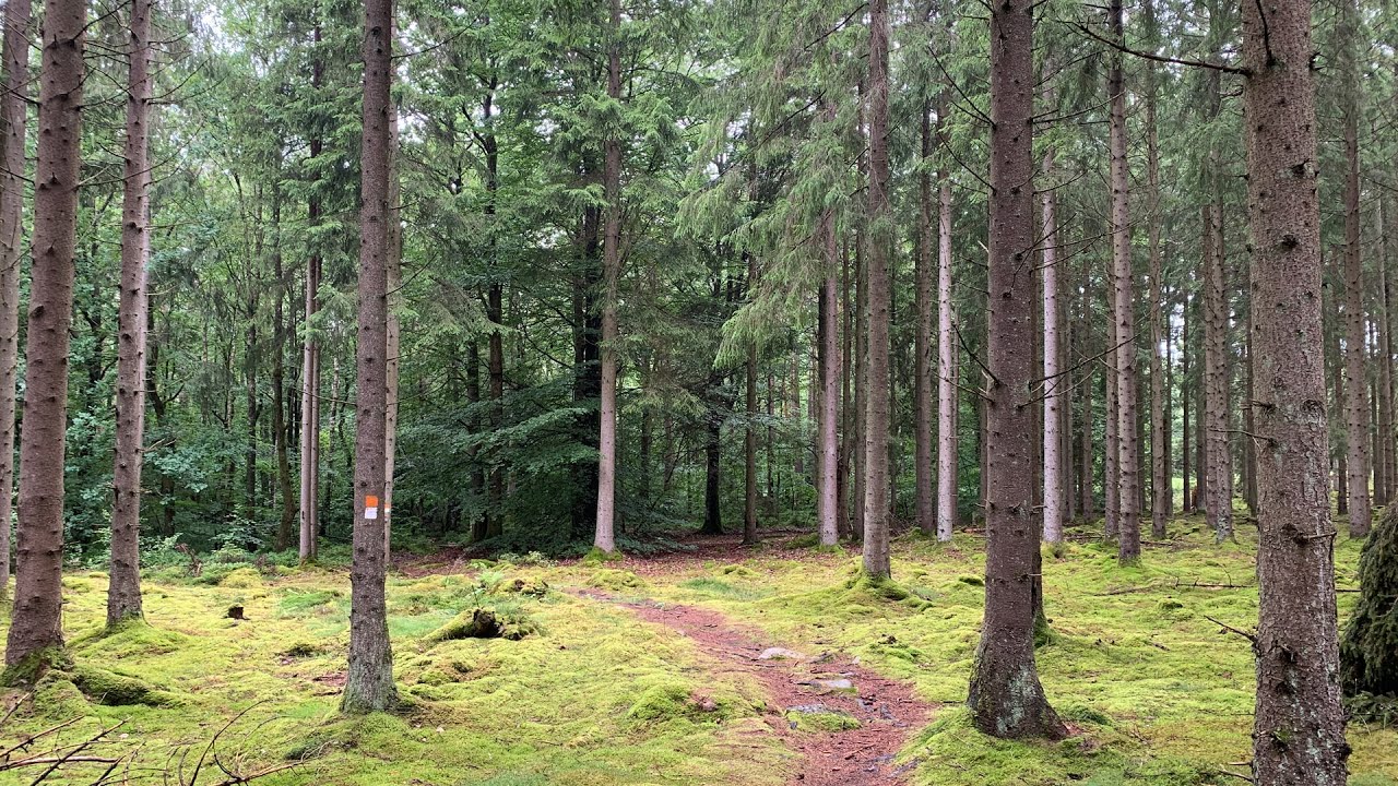 Skogen
