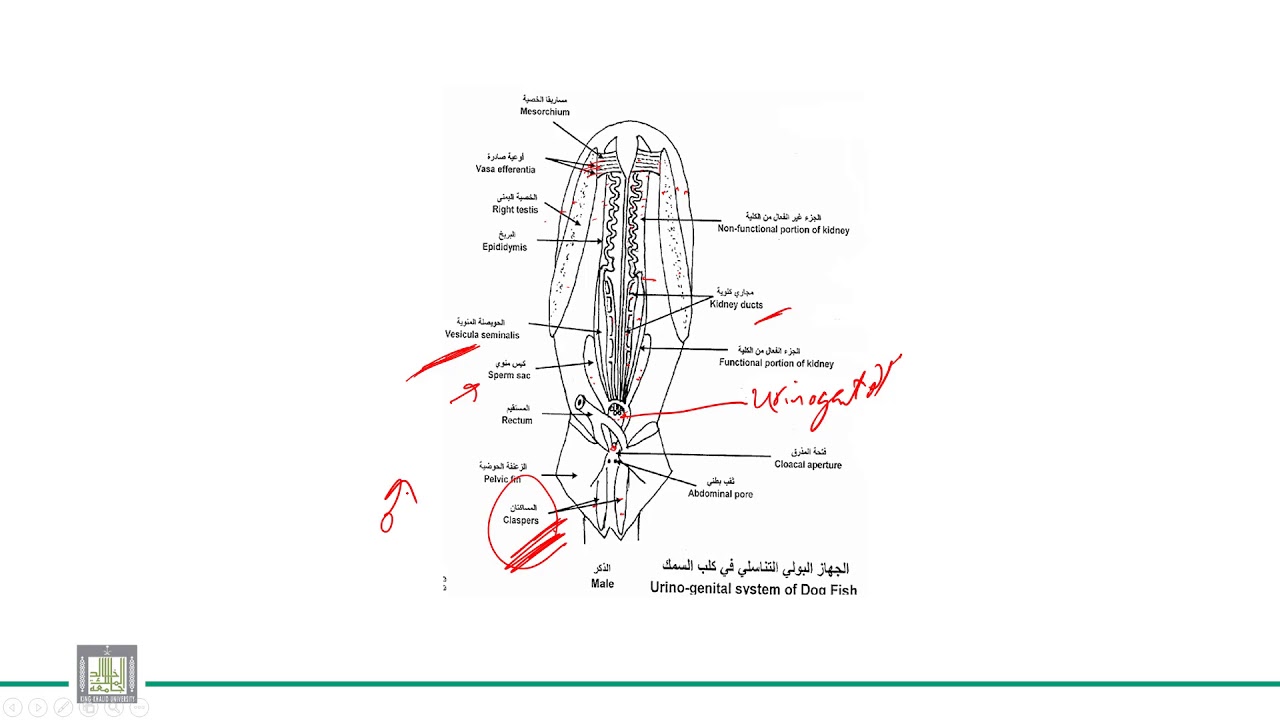 الحبليات | الوحدة 7-8 | الأسماك الغضروفية كلب السمك | الجهاز البولي التناسلي