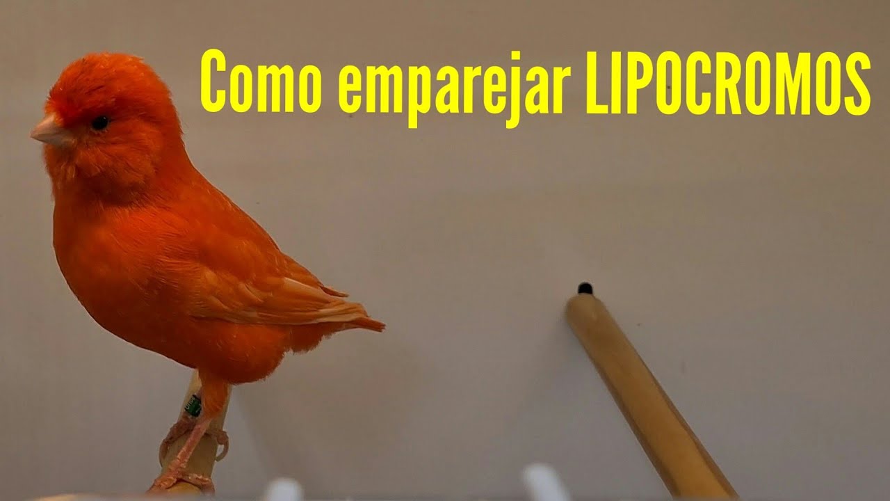 Emparejamientos de Rojos Int/Nev 🤔