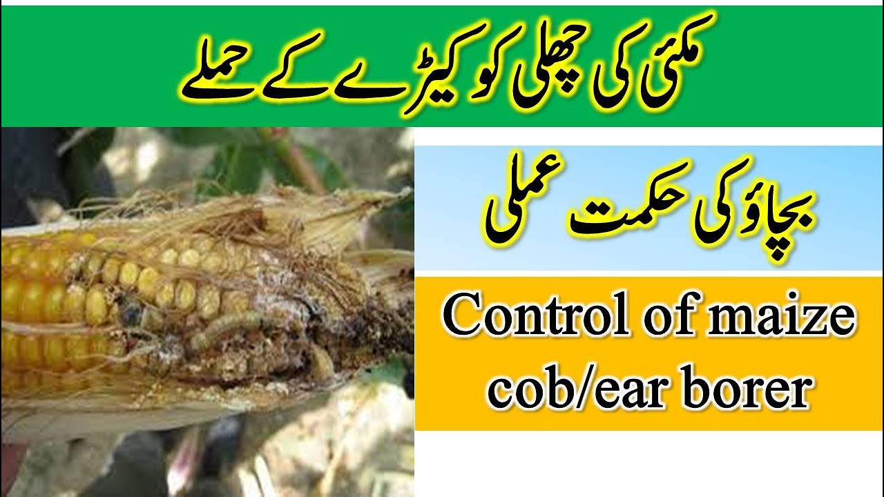 Control of Maize cob borer | Control of corn ear borer |  مکئی کی چھلی کو کیڑے کے حملےبچاؤ