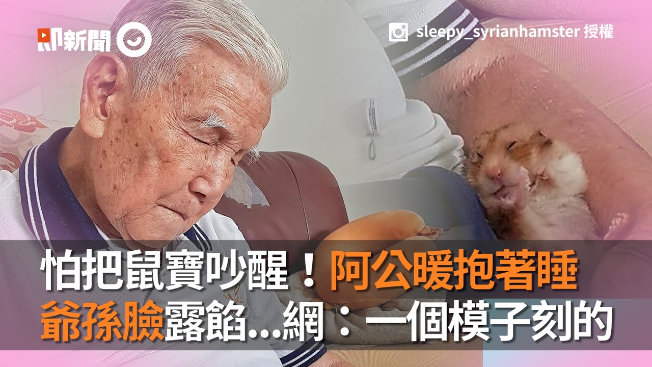 倉鼠寶寶躺阿公身上一起打瞌睡 驚見超萌爺孫臉｜鼠寶｜鼠鼠｜睡顏｜撞臉